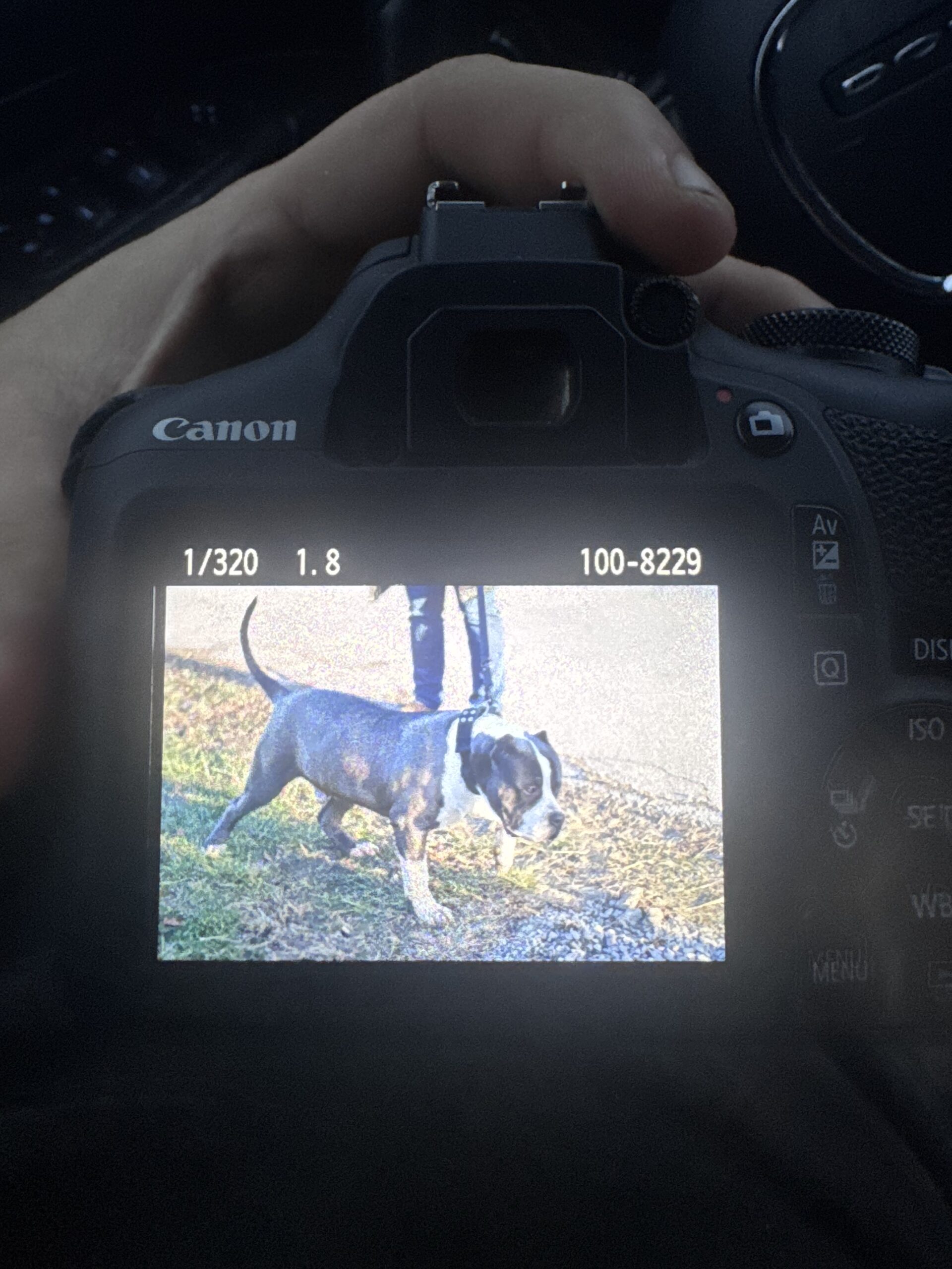 Dog Featured Image