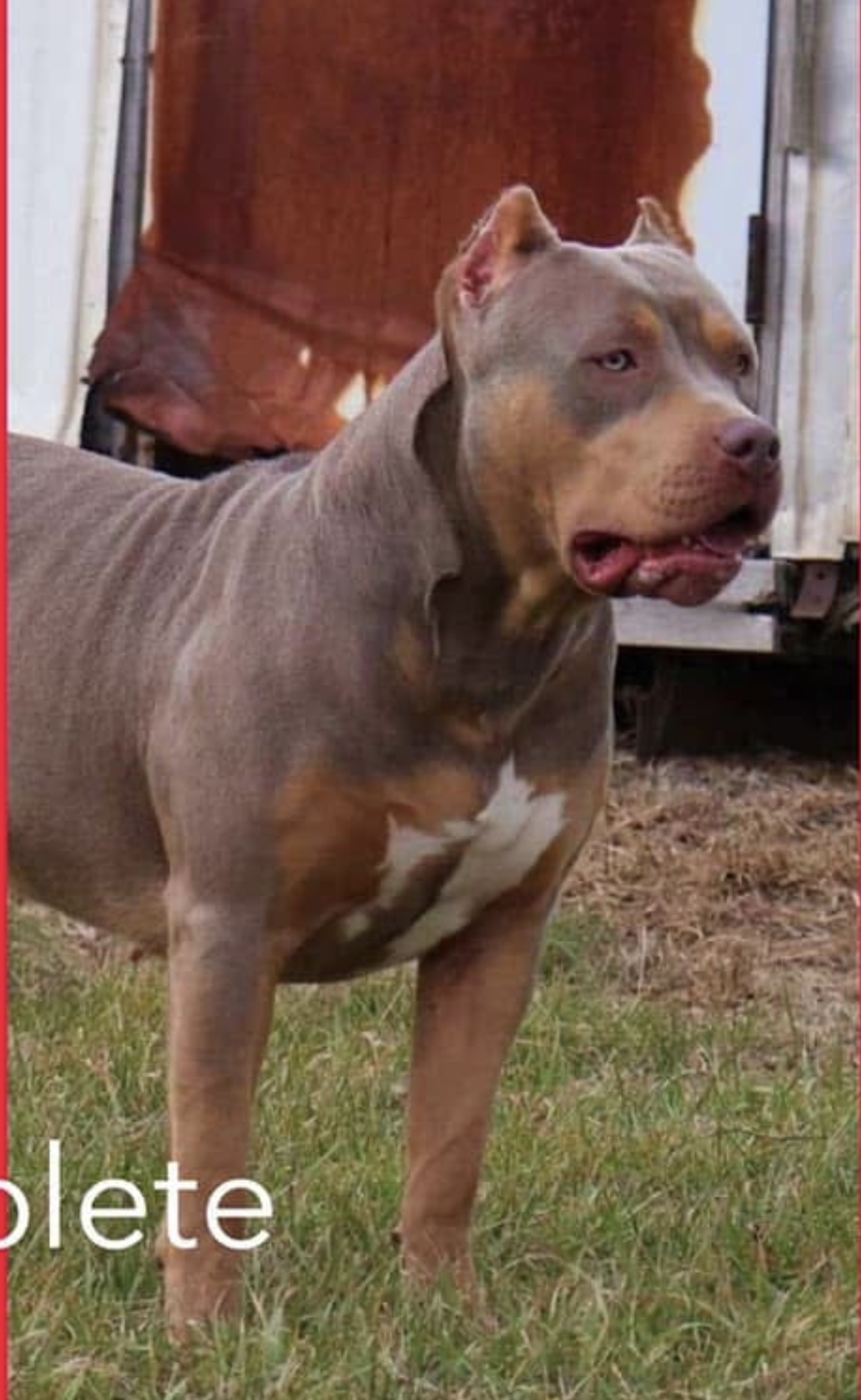 Dog Featured Image