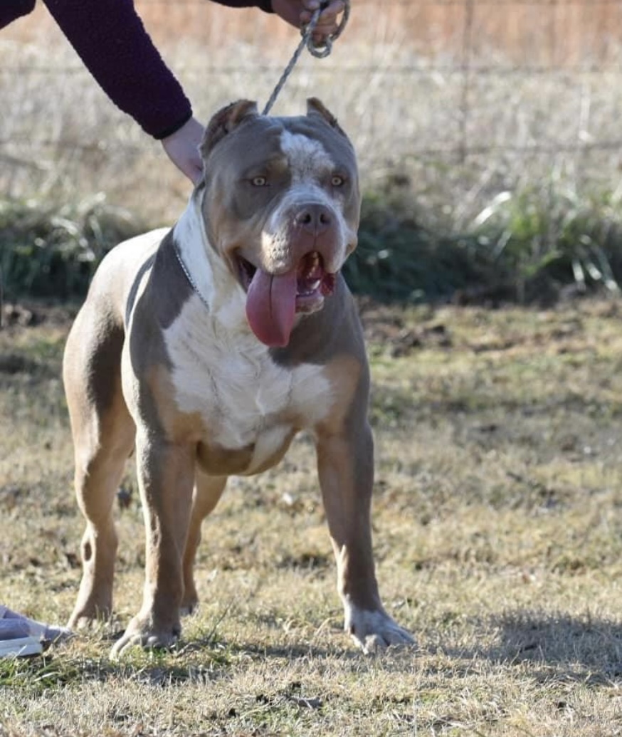 Dog Featured Image