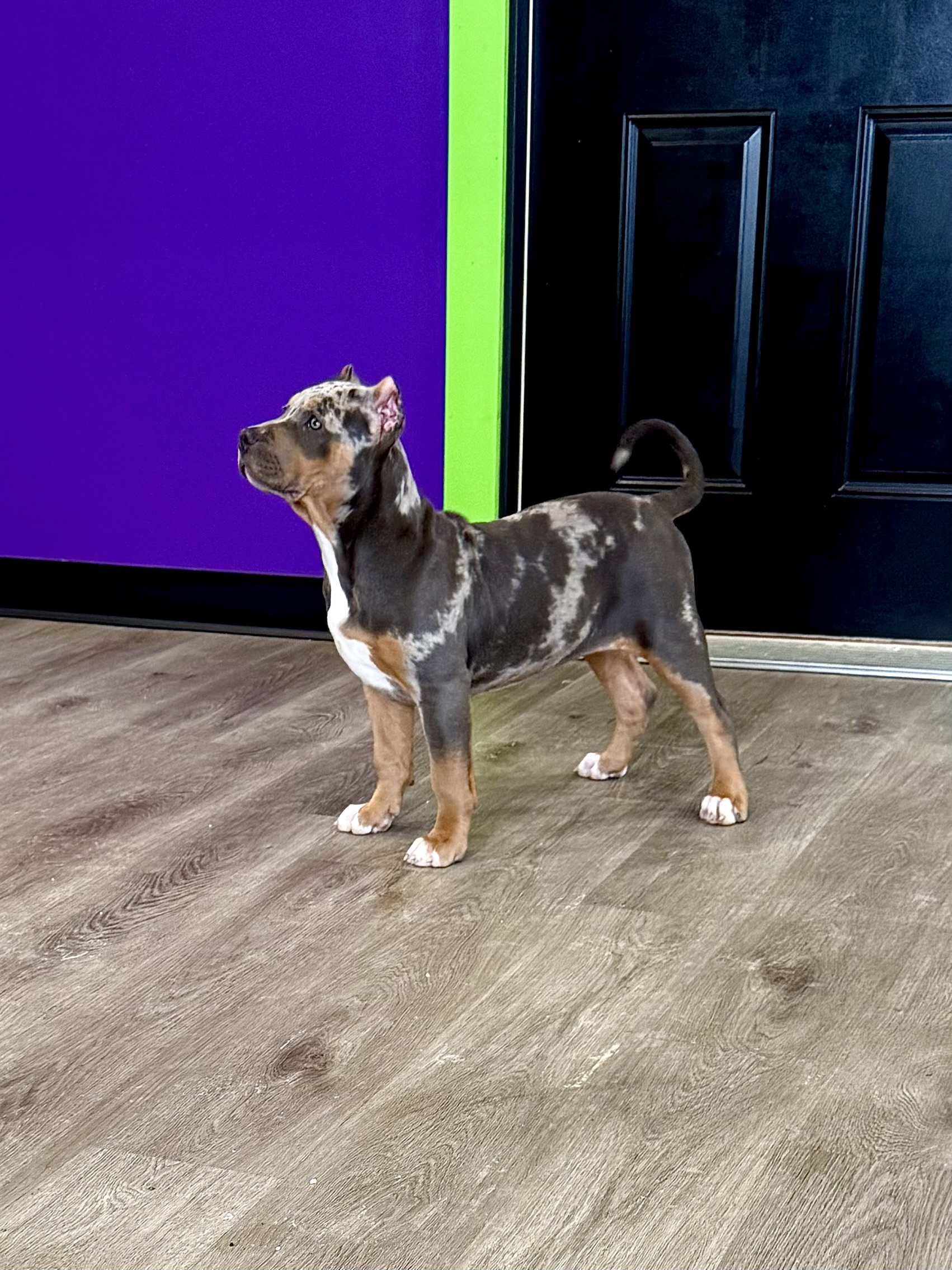 Dog Featured Image