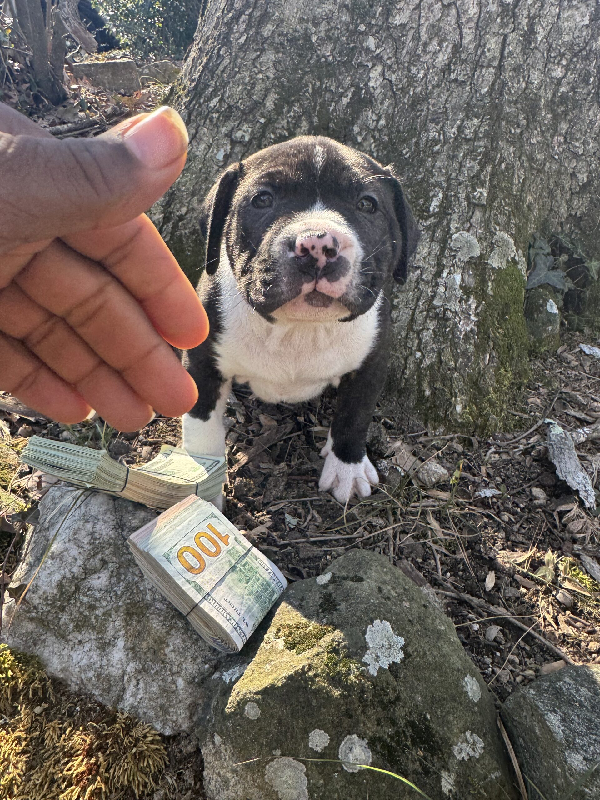 Dog Featured Image