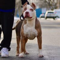 Thrace Bullies Leroy