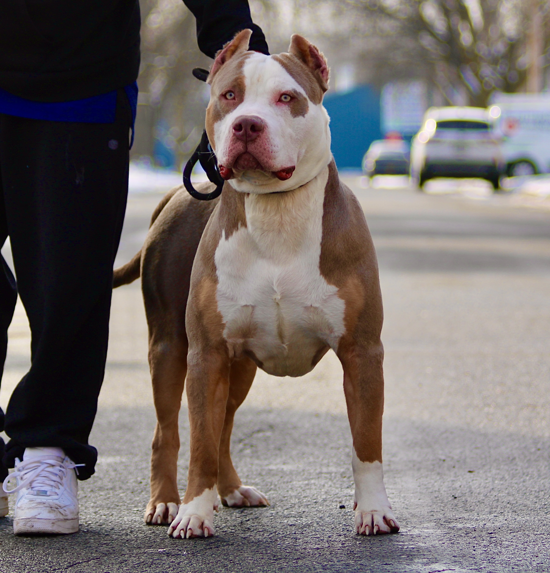 Dog Featured Image