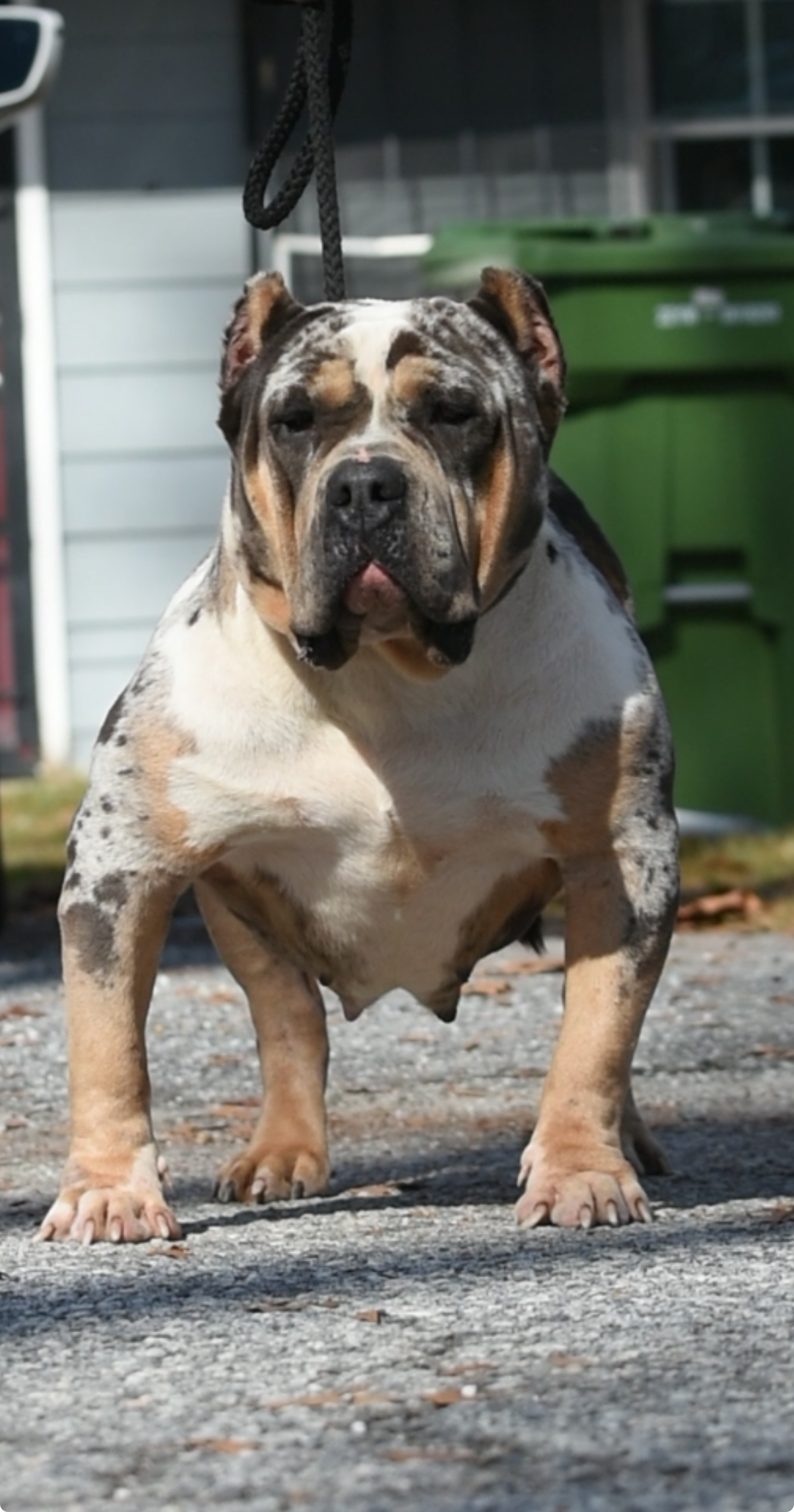 Dog Featured Image