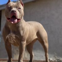 Dog Featured Image