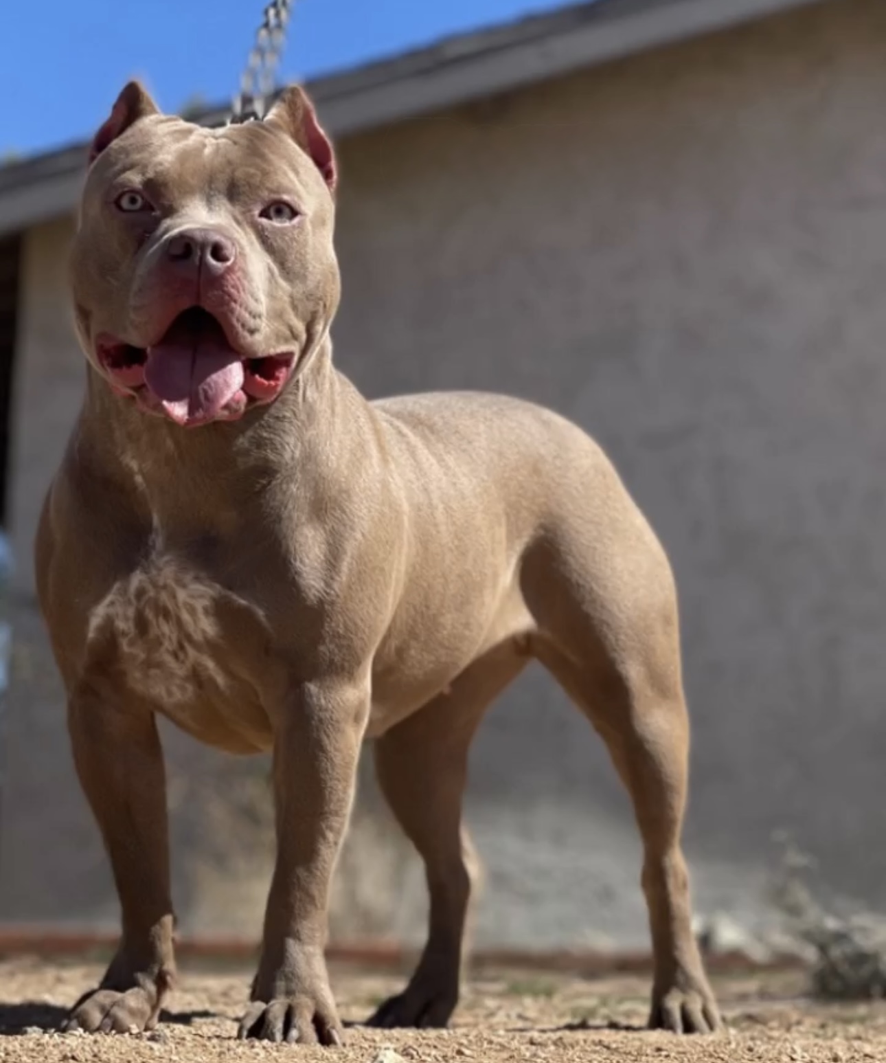 Dog Featured Image