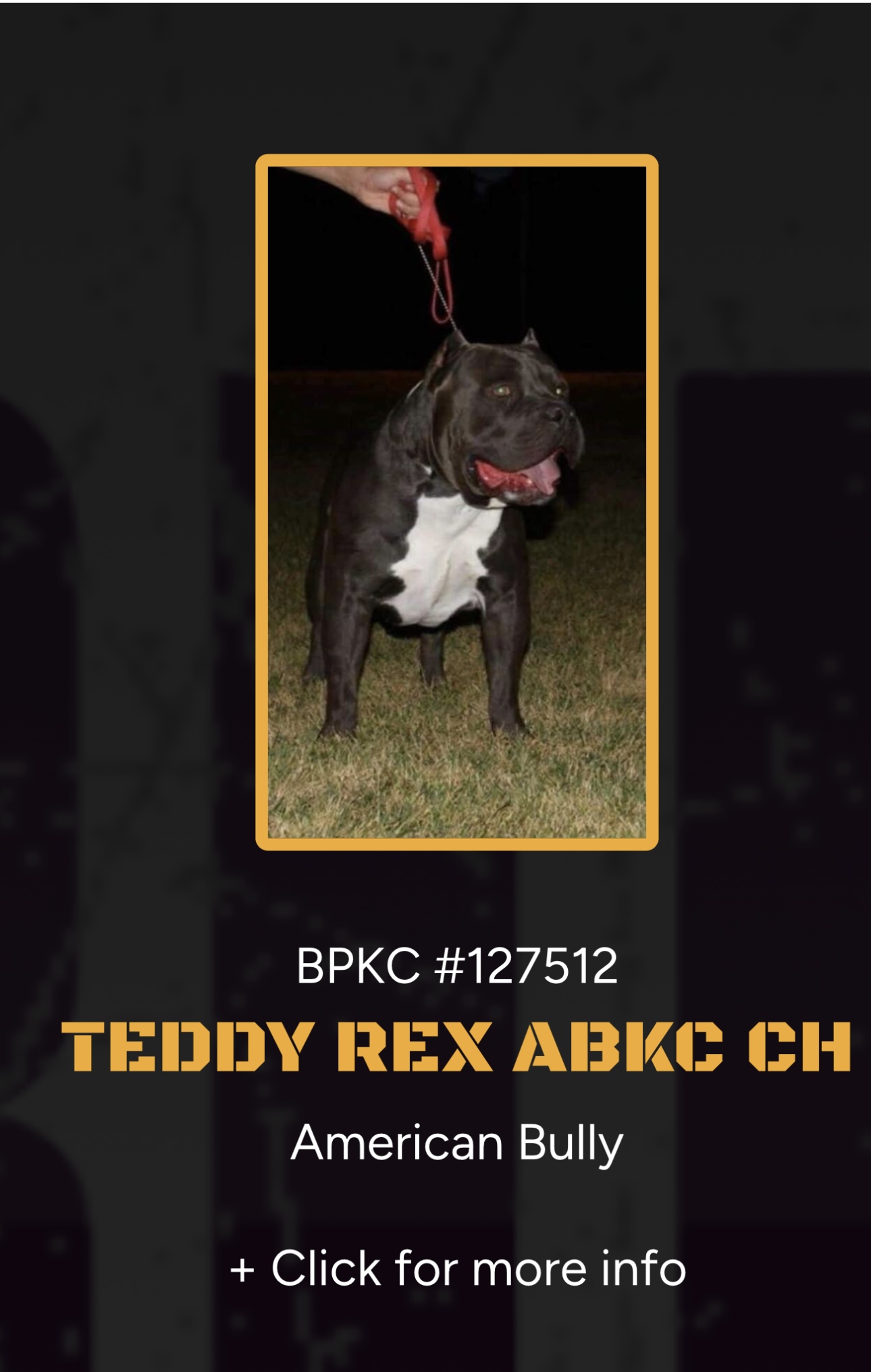 Dog Featured Image