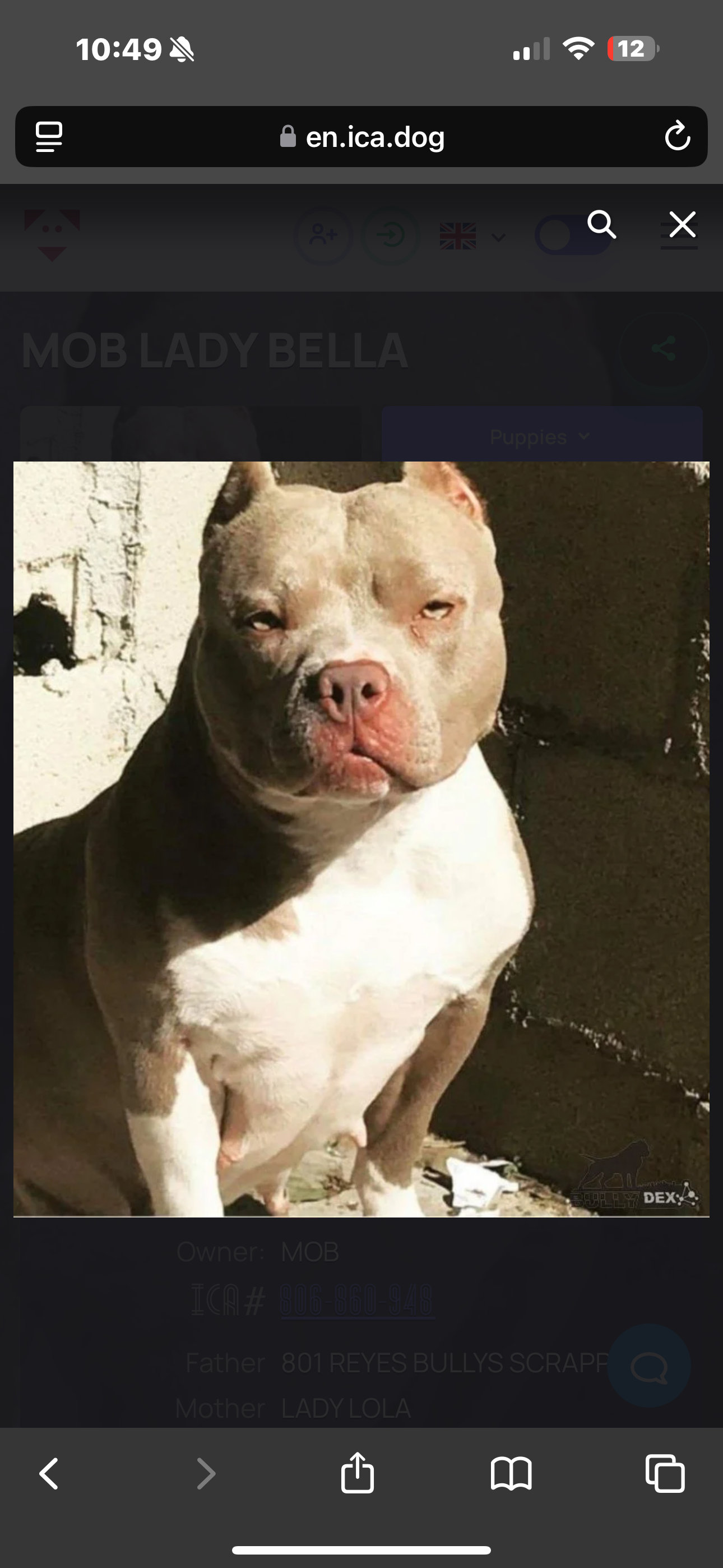 Dog Featured Image