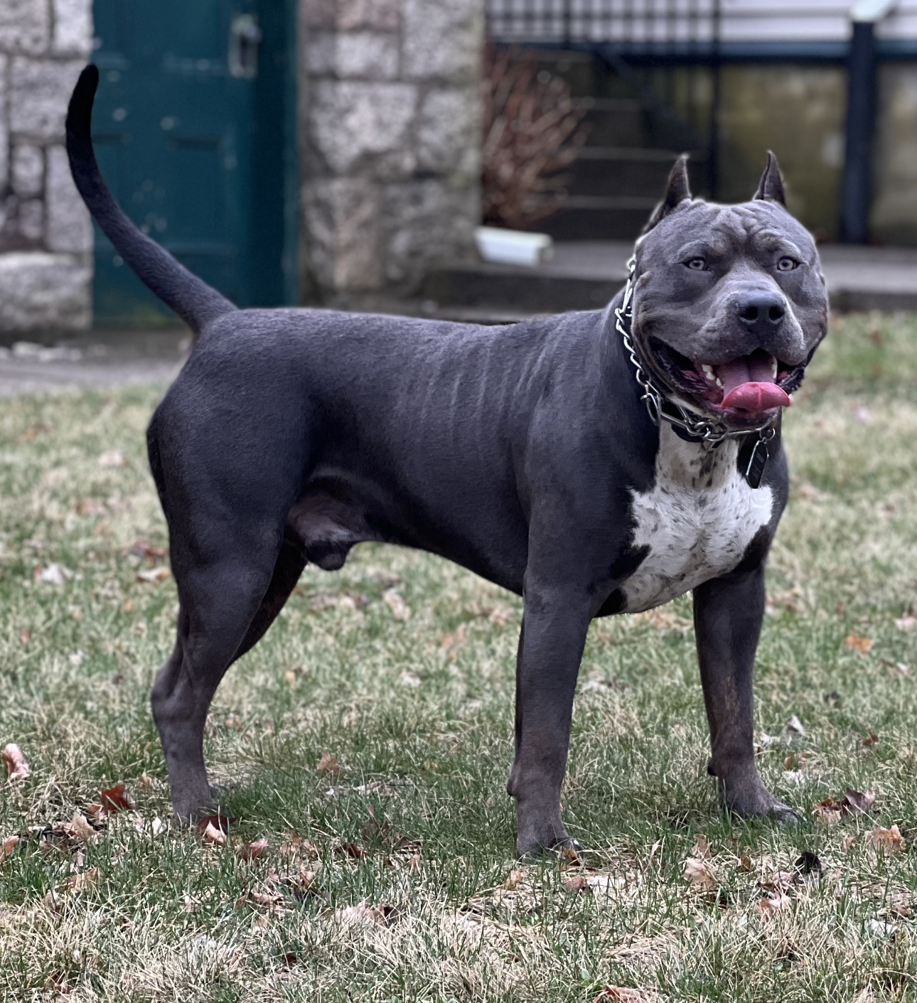 Dog Featured Image