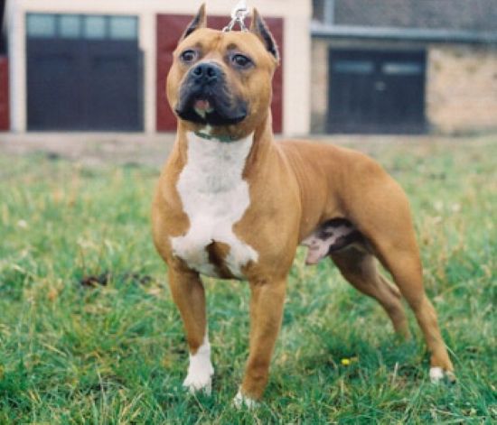 Dog Featured Image