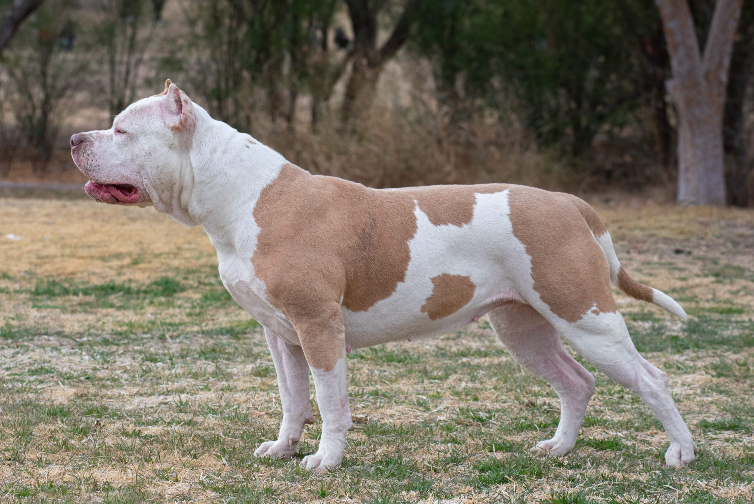 Dog Featured Image