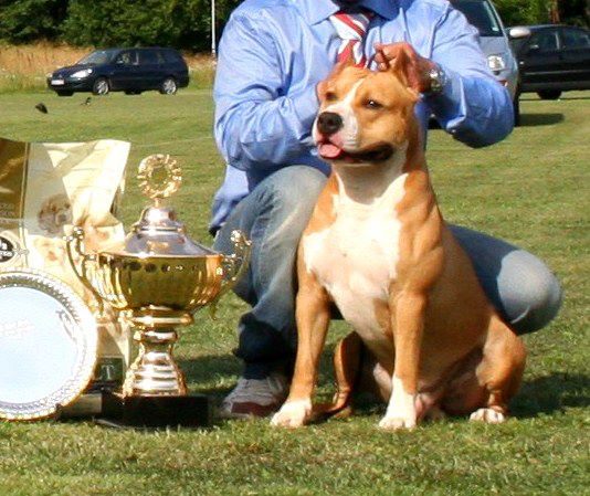 Dog Featured Image