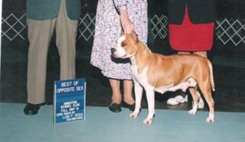 Dog Featured Image