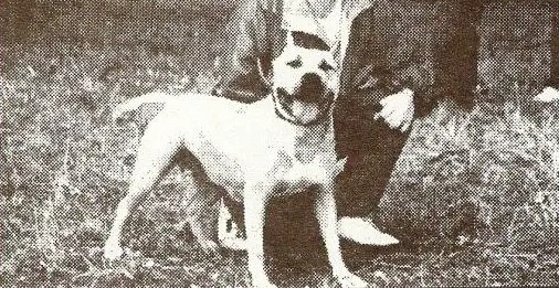 Dog Featured Image