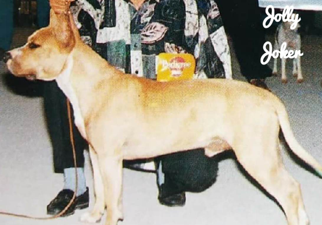 Dog Featured Image