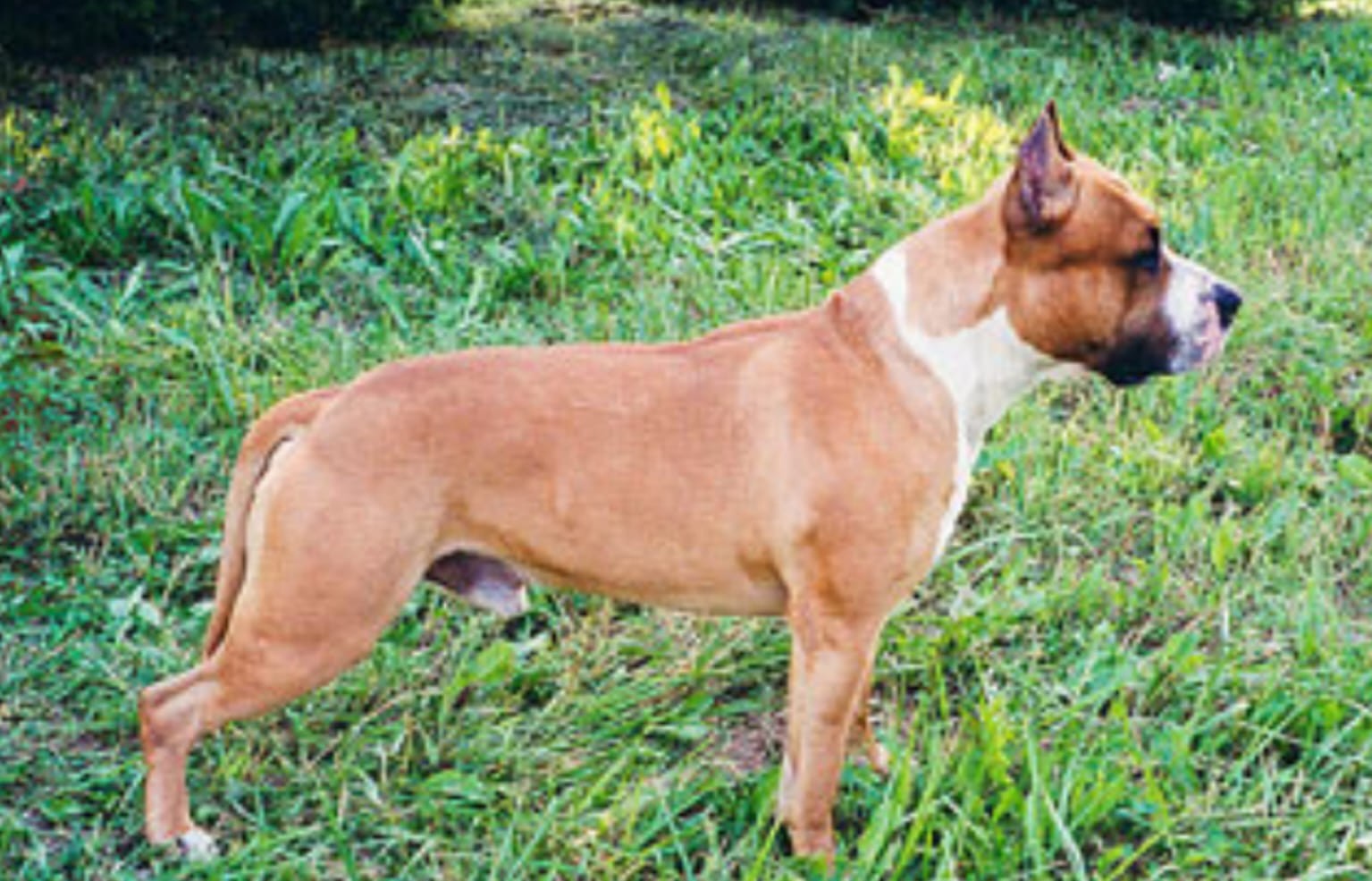 Dog Featured Image