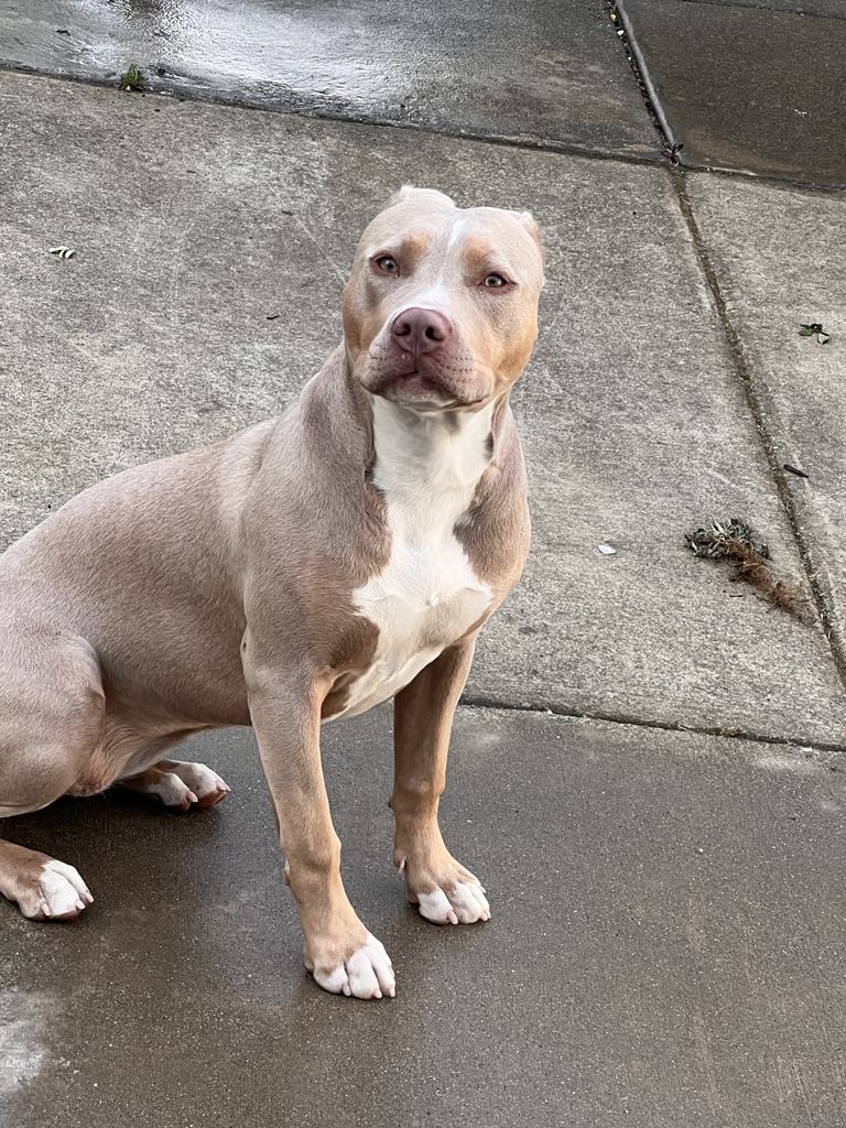 Dog Featured Image