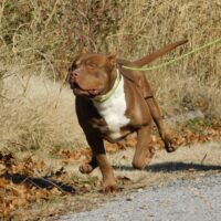 The Bully Crew’s “Blade”
