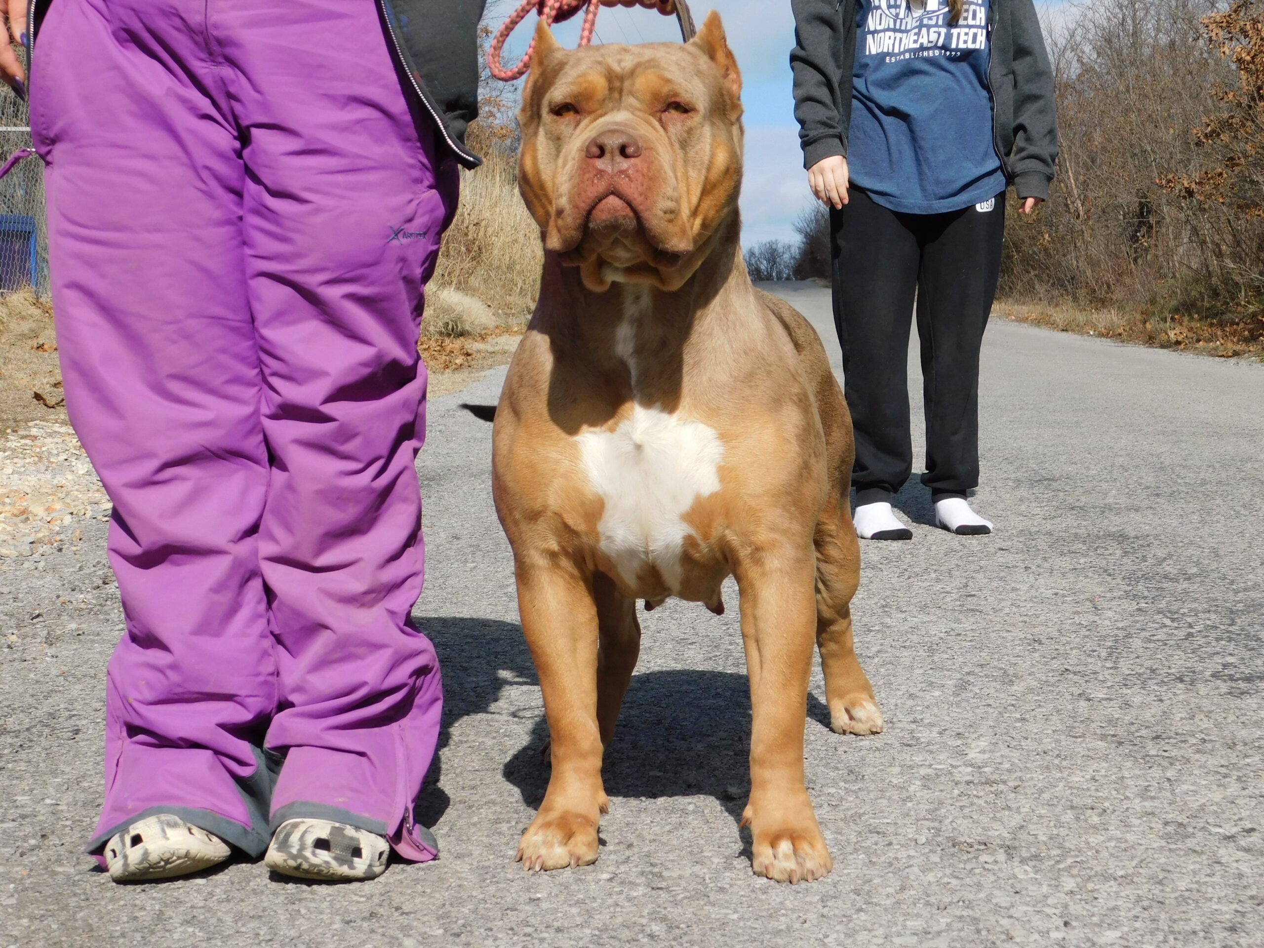 Dog Featured Image