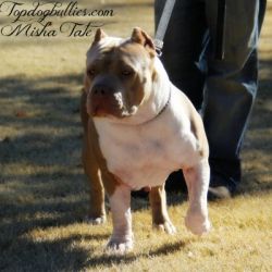 Dog Featured Image