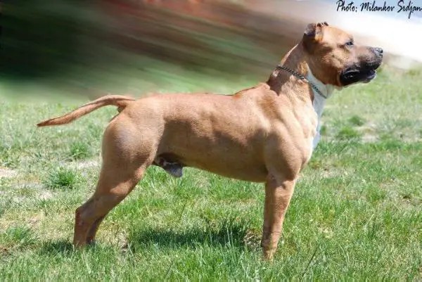 Dog Featured Image