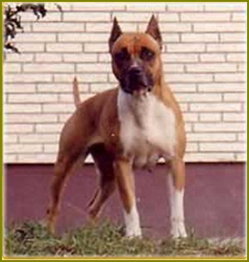 Dog Featured Image