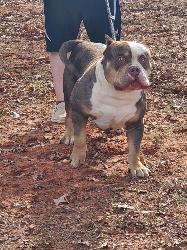Dog Featured Image