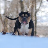 ONE SHOT BULLIES DOC HOLIDAY