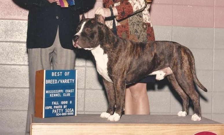 Dog Featured Image