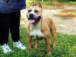 Dog Featured Image