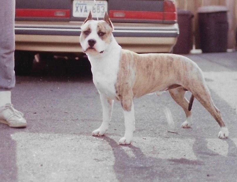 Dog Featured Image