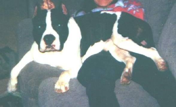 Dog Featured Image
