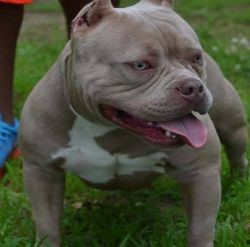 Dog Featured Image