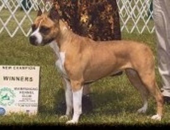 Dog Featured Image