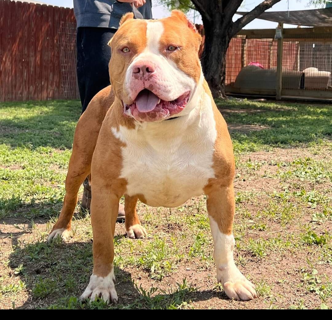 Dog Featured Image