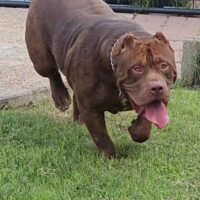 Dog Featured Image