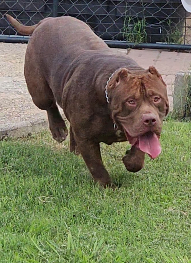 Dog Featured Image