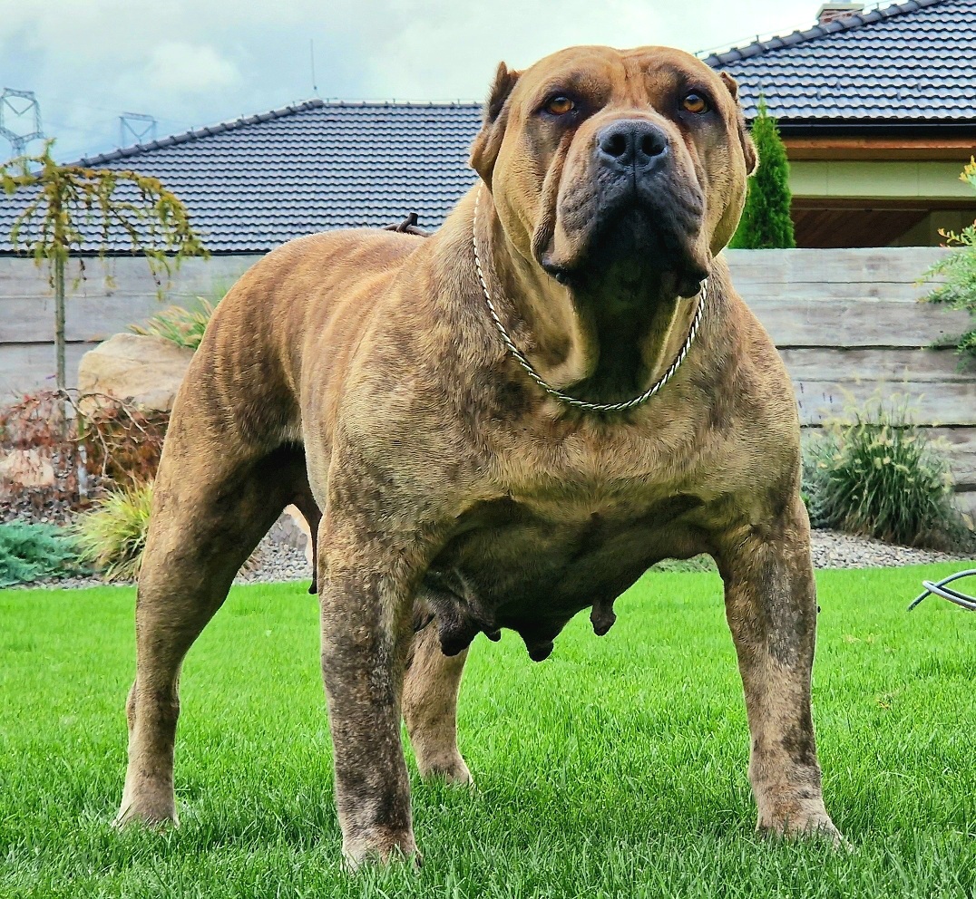 Dog Featured Image