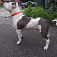 UGBK’S MenaceToSociety Owned by MerakiBullyKennel