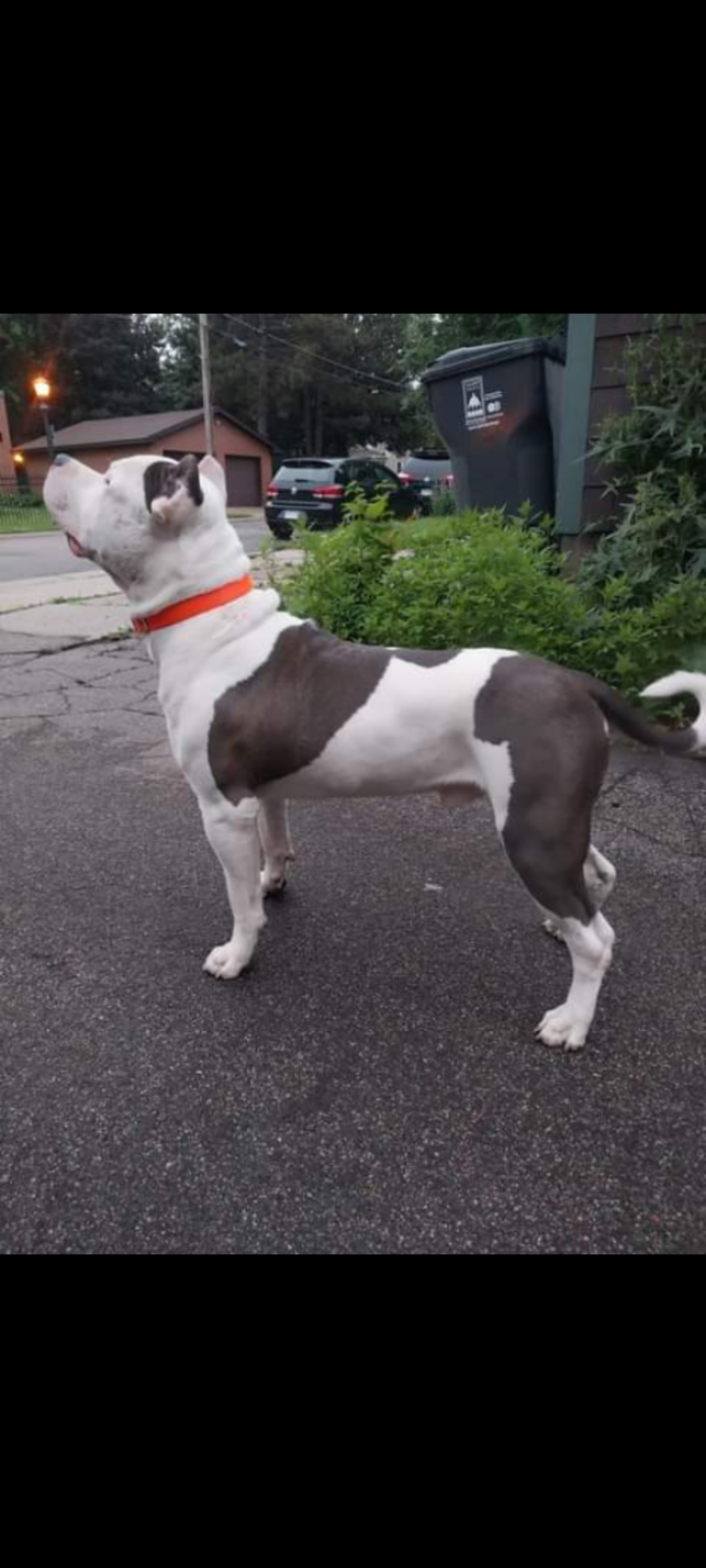 Dog Featured Image