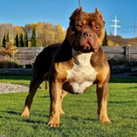 Dog Featured Image