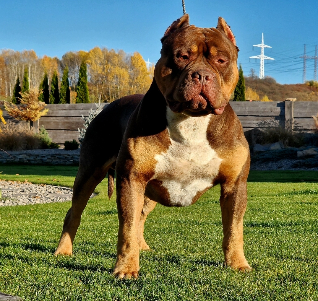 Dog Featured Image