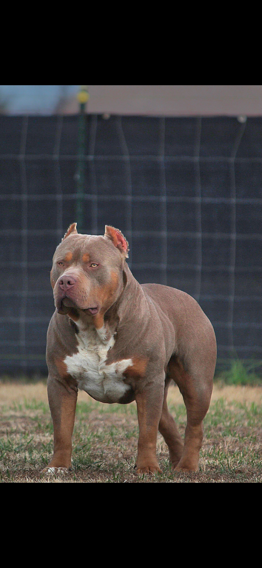 Dog Featured Image