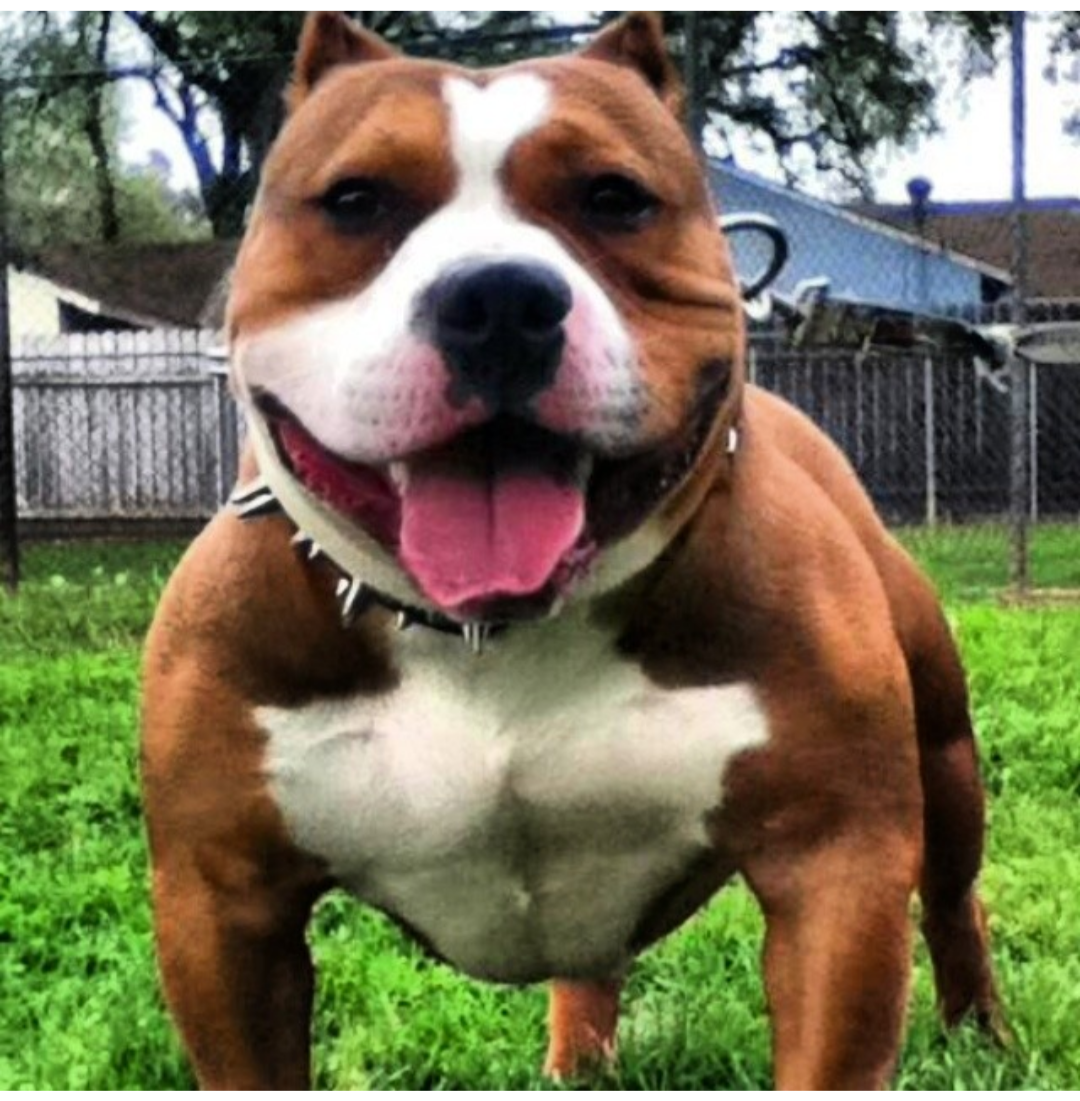 Dog Featured Image