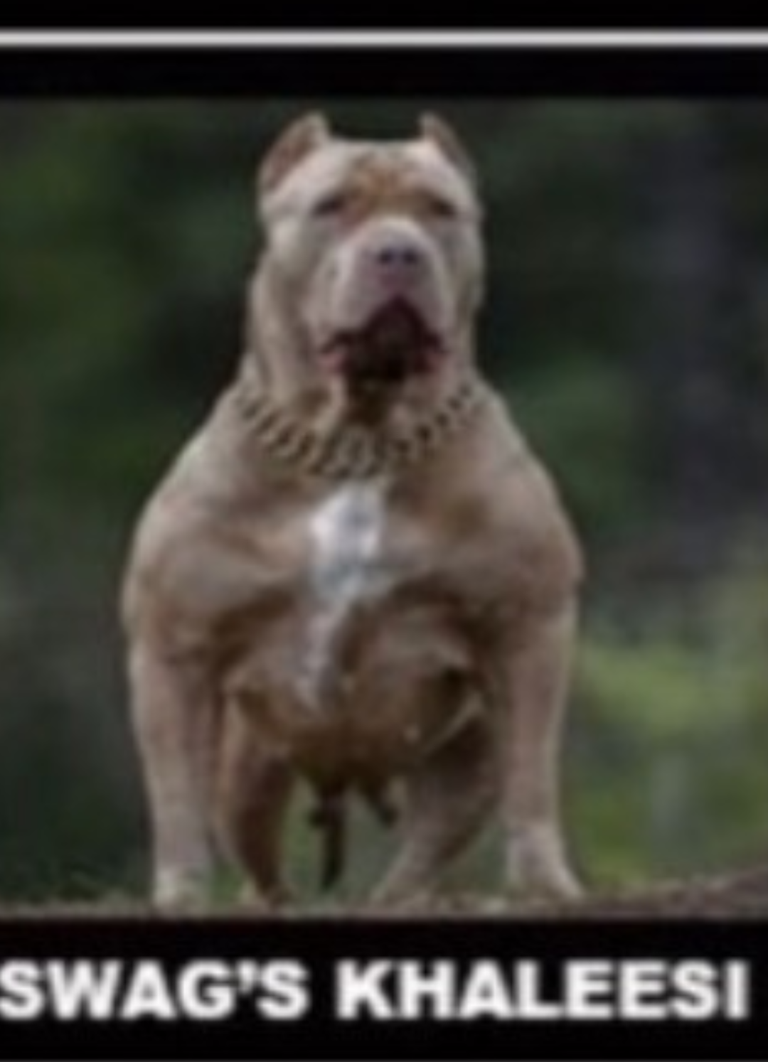 Dog Featured Image