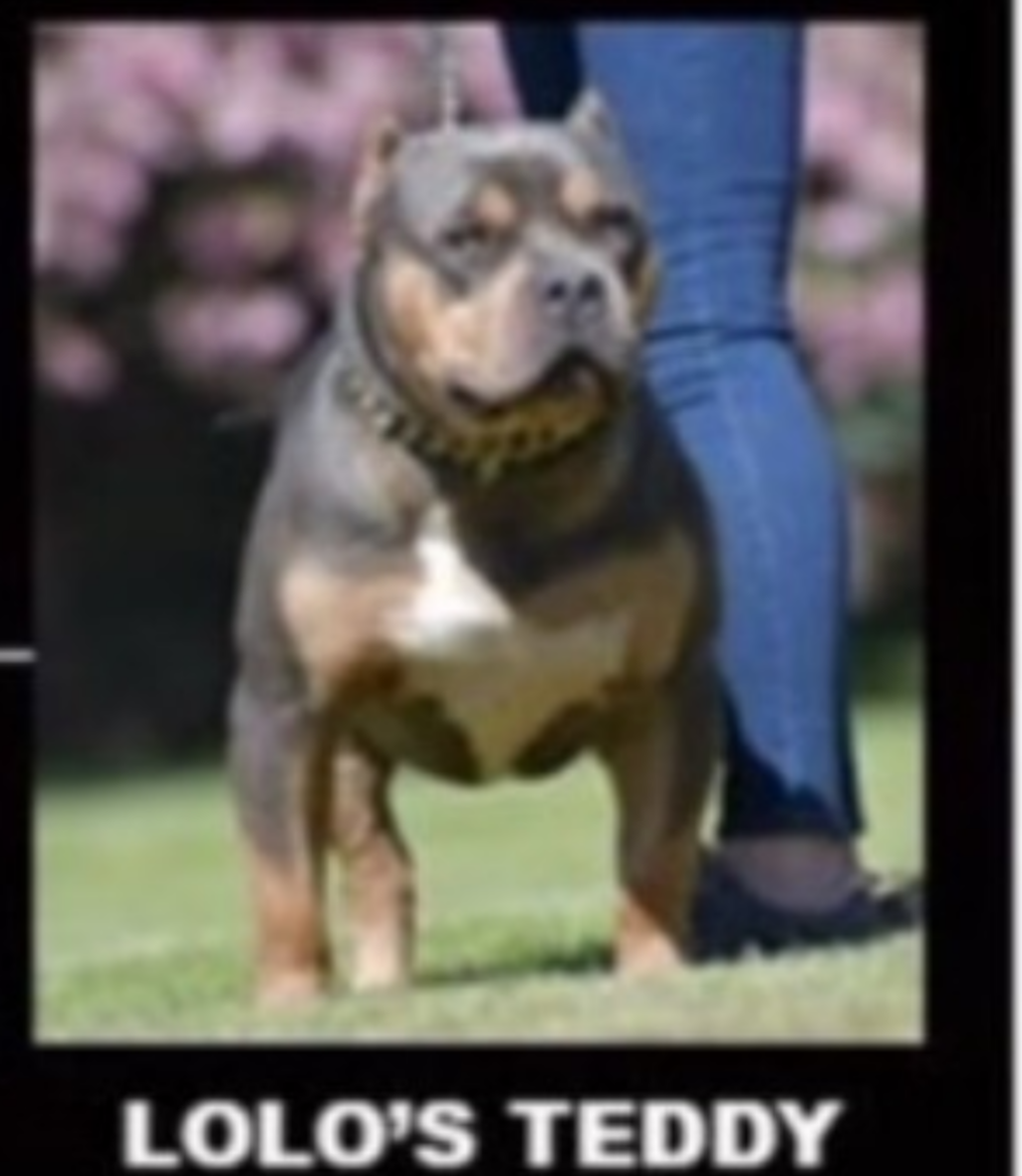 Dog Featured Image