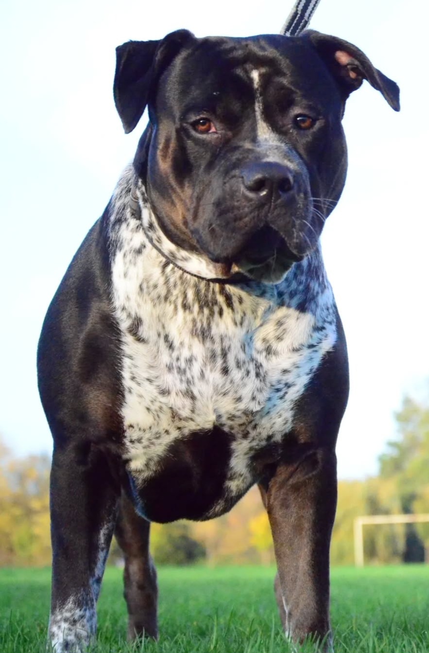 Dog Featured Image