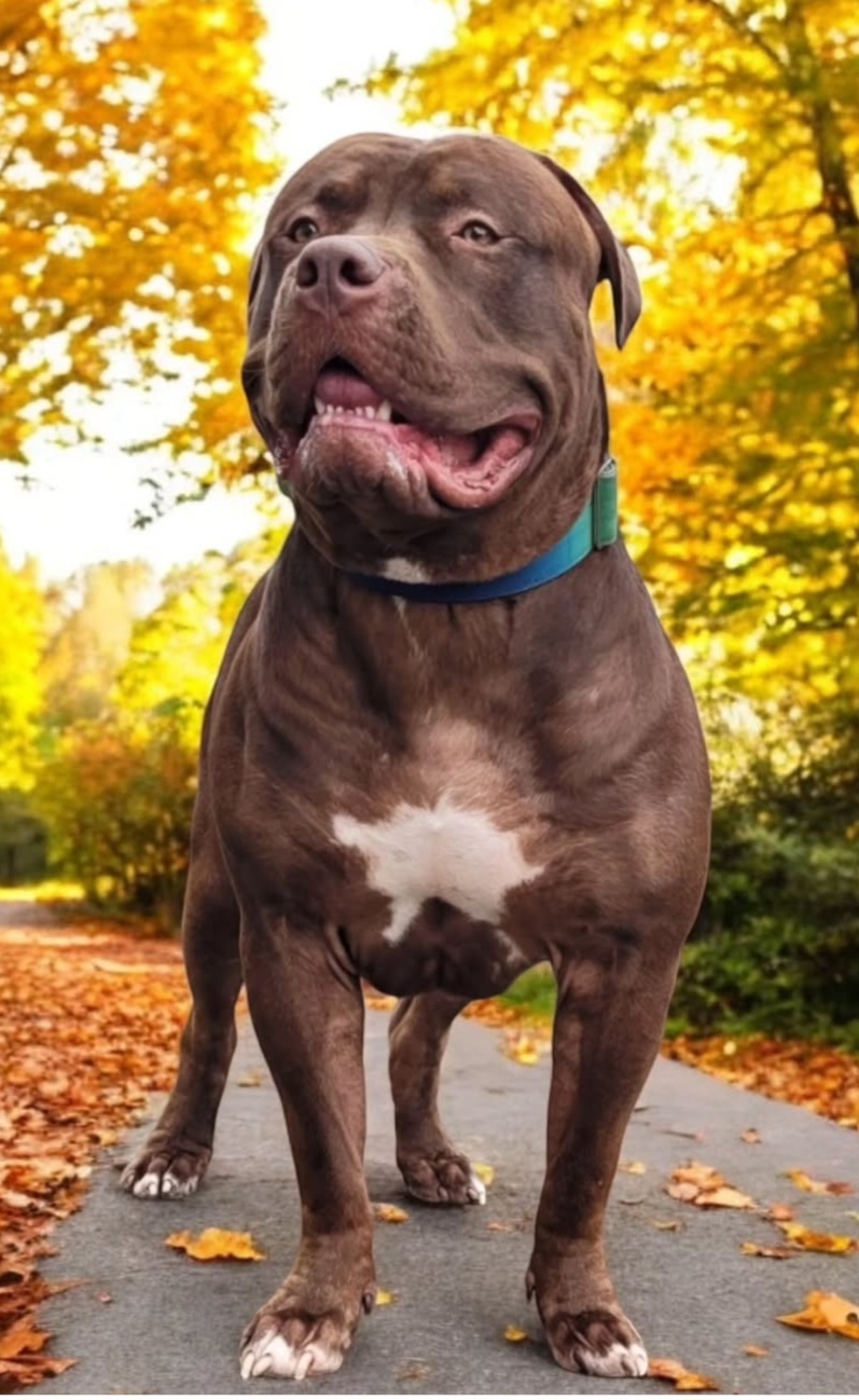 Dog Featured Image