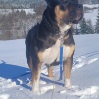 Dog Featured Image