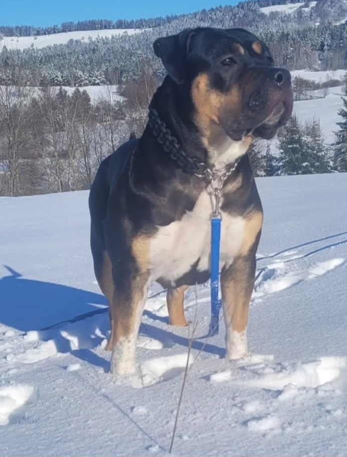 Dog Featured Image